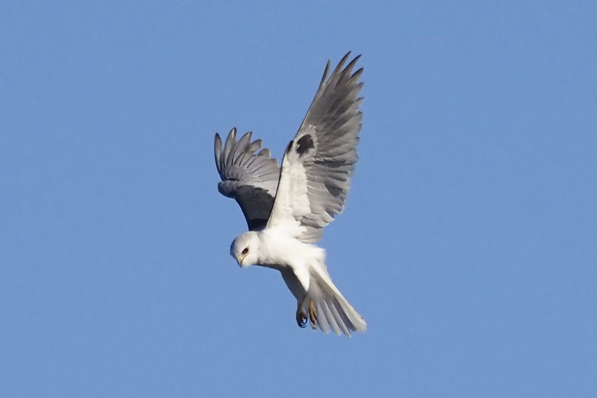 White-tailed Kite - ML413592171