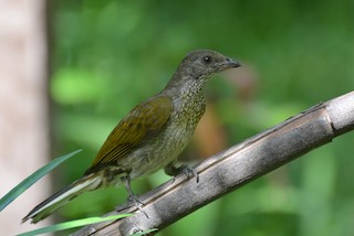  - Spotted Honeyguide