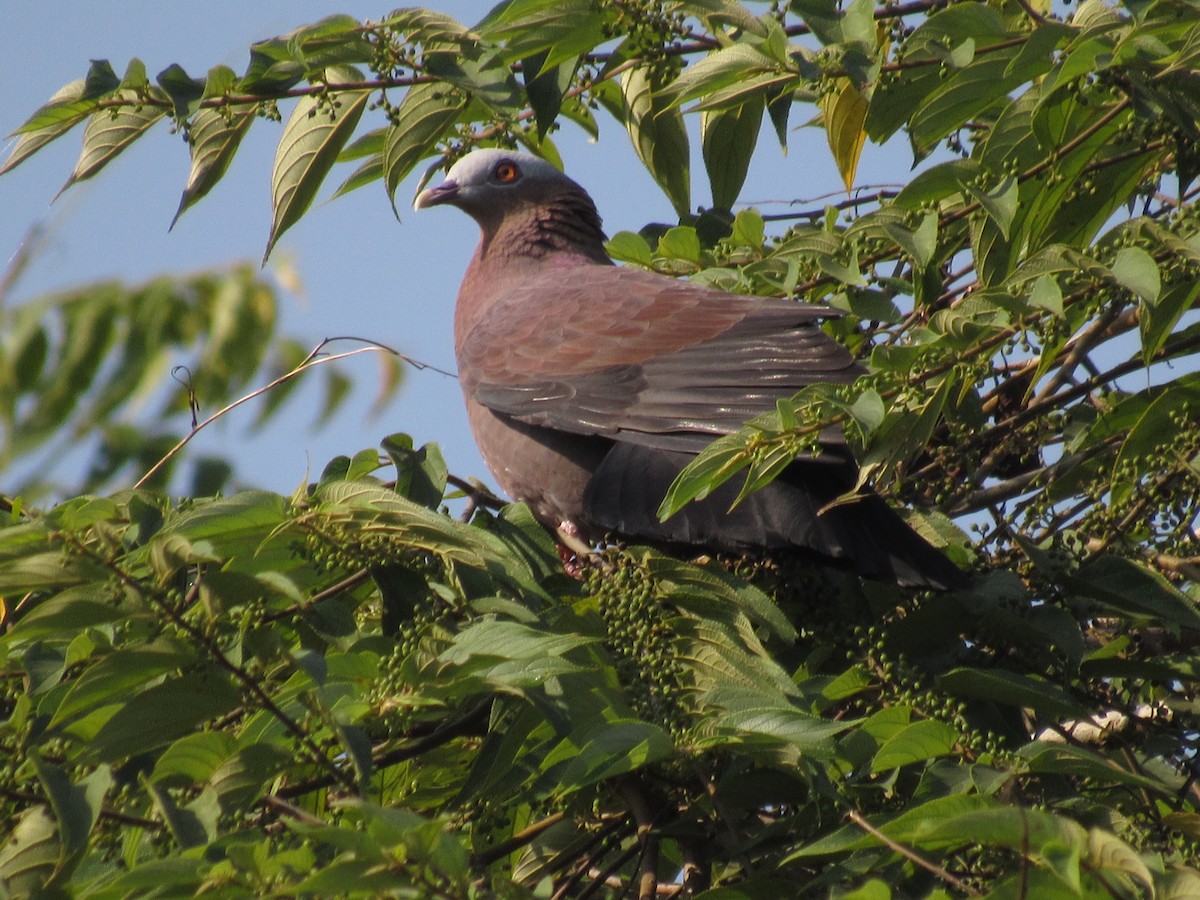 Pale-capped Pigeon - ML41359961