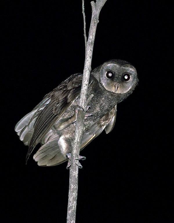 Sooty Owl - Tim Bawden
