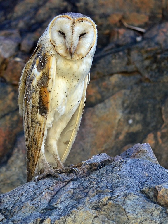 Barn Owl - Tim Bawden