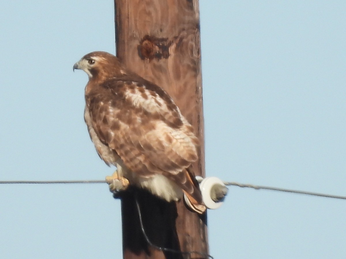 Red-tailed Hawk - ML413606851