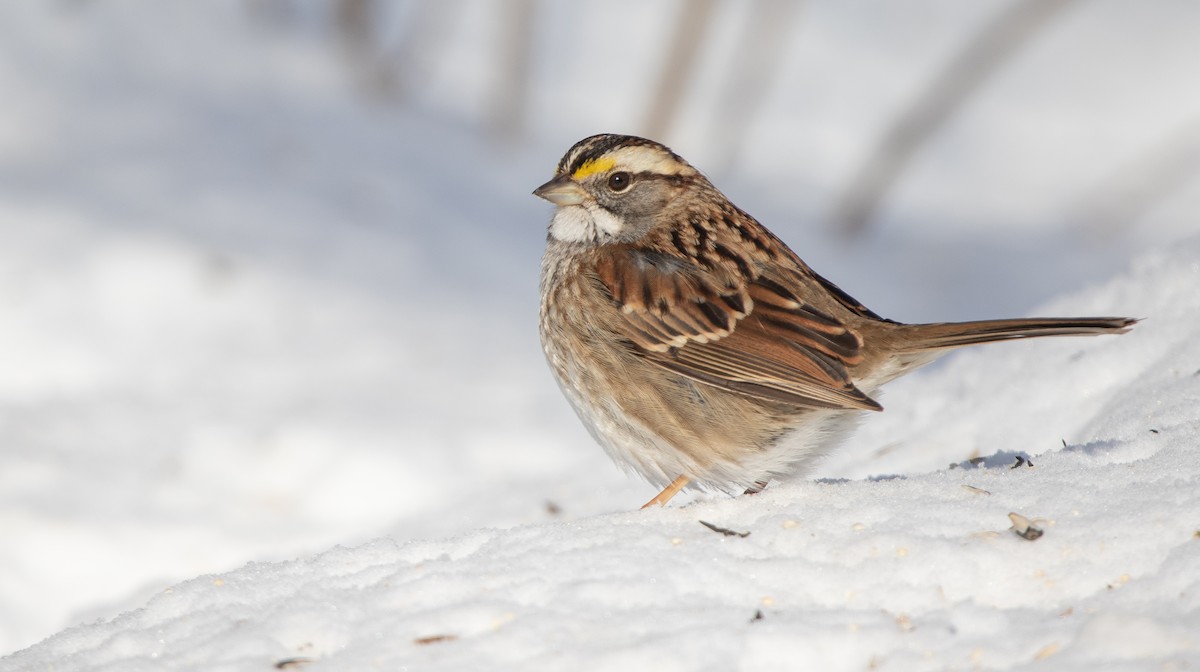 White-throated Sparrow - ML413607701