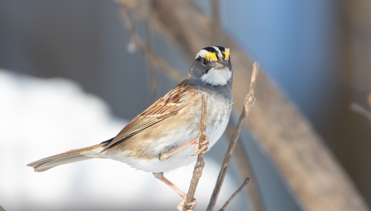 White-throated Sparrow - ML413607841