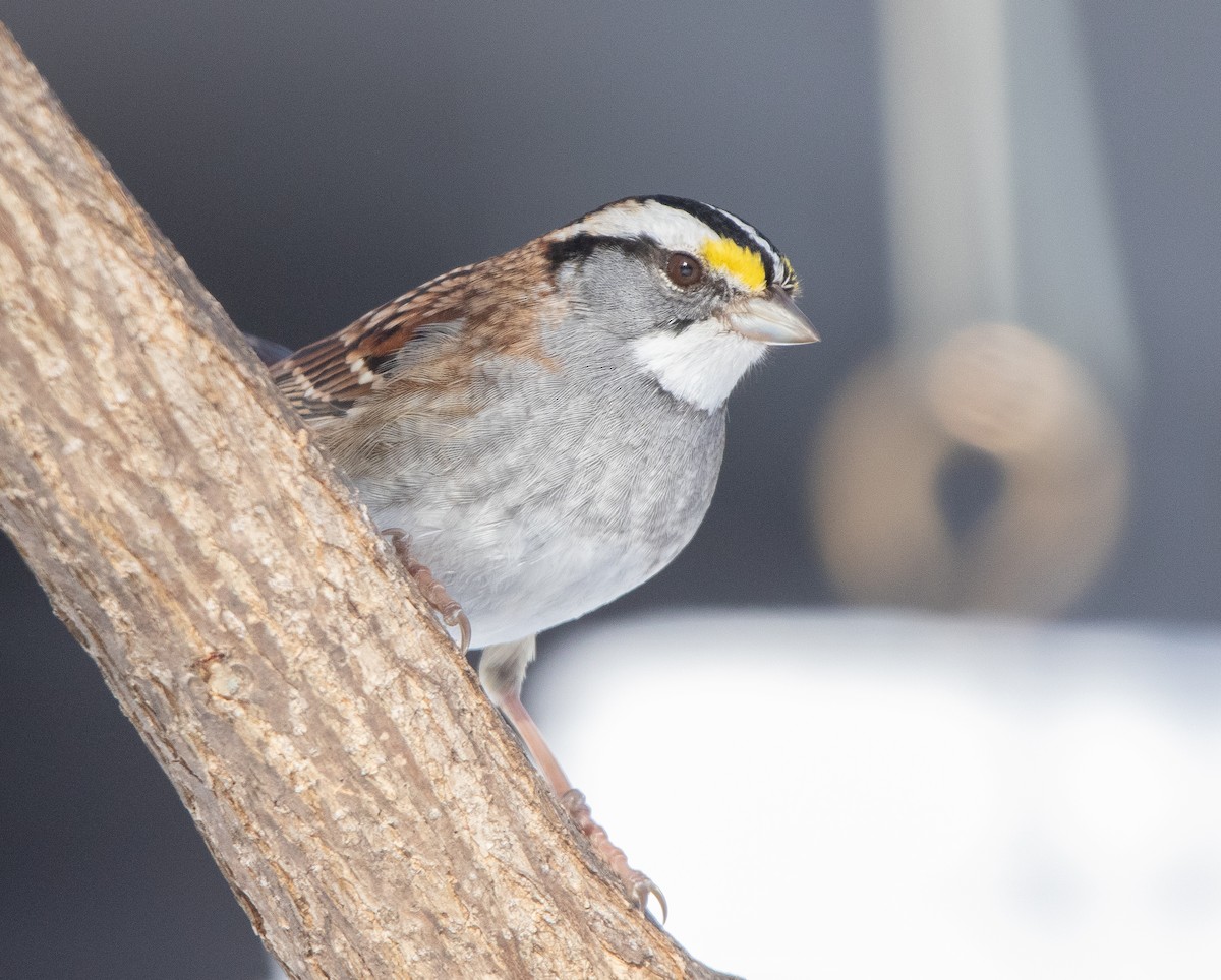 White-throated Sparrow - ML413607891