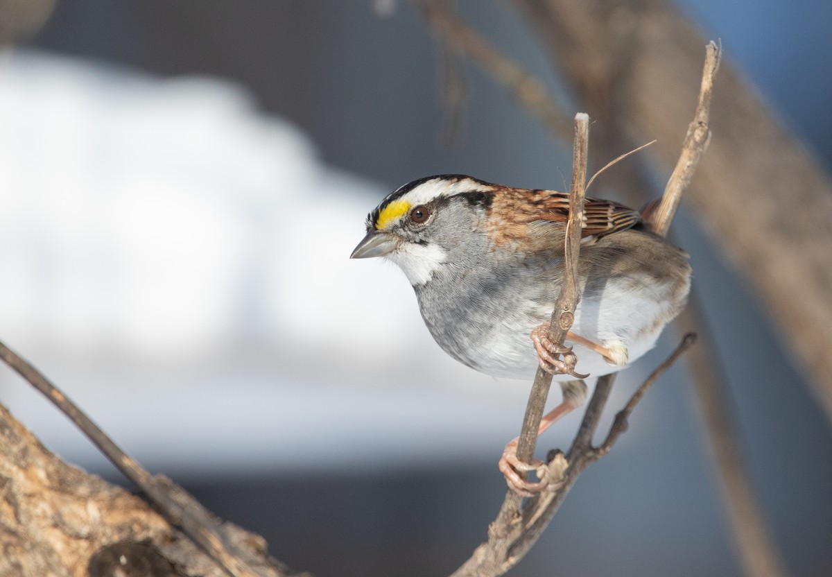 White-throated Sparrow - ML413608091
