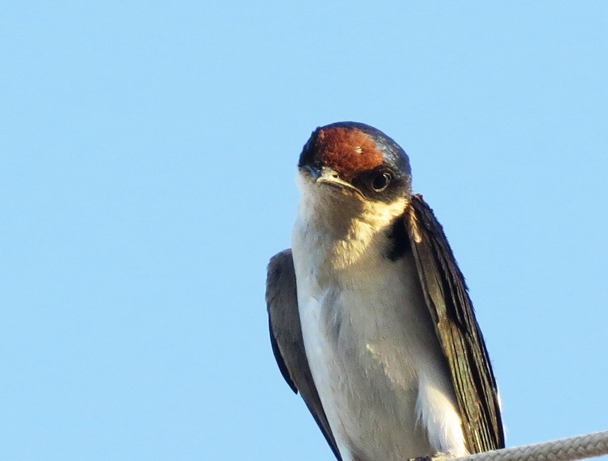 Ethiopian Swallow - Zlatan Celebic
