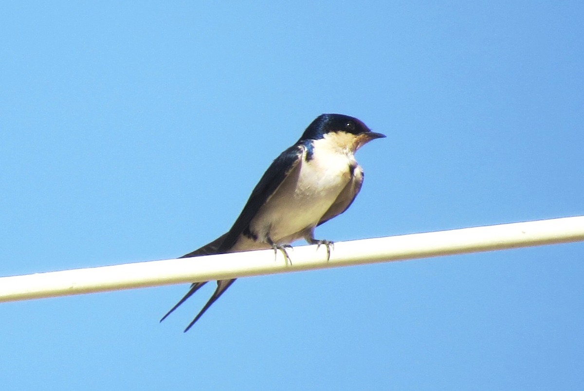 Ethiopian Swallow - ML41360951