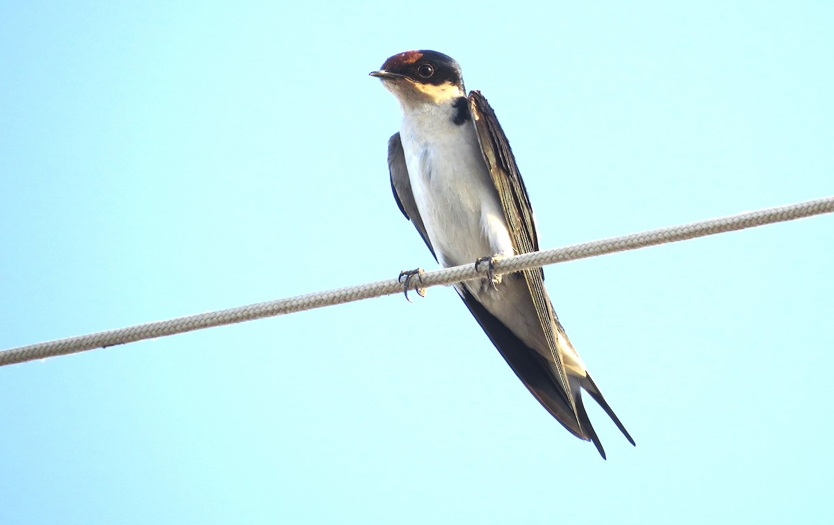 Ethiopian Swallow - ML41360971