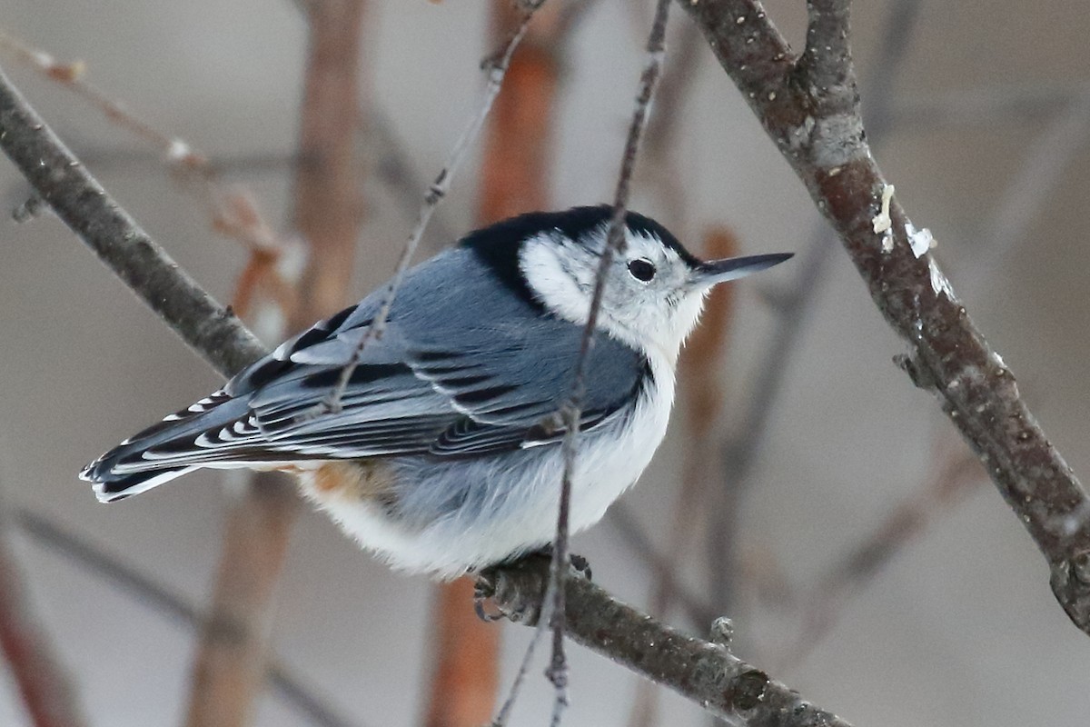 White-breasted Nuthatch - ML413615701