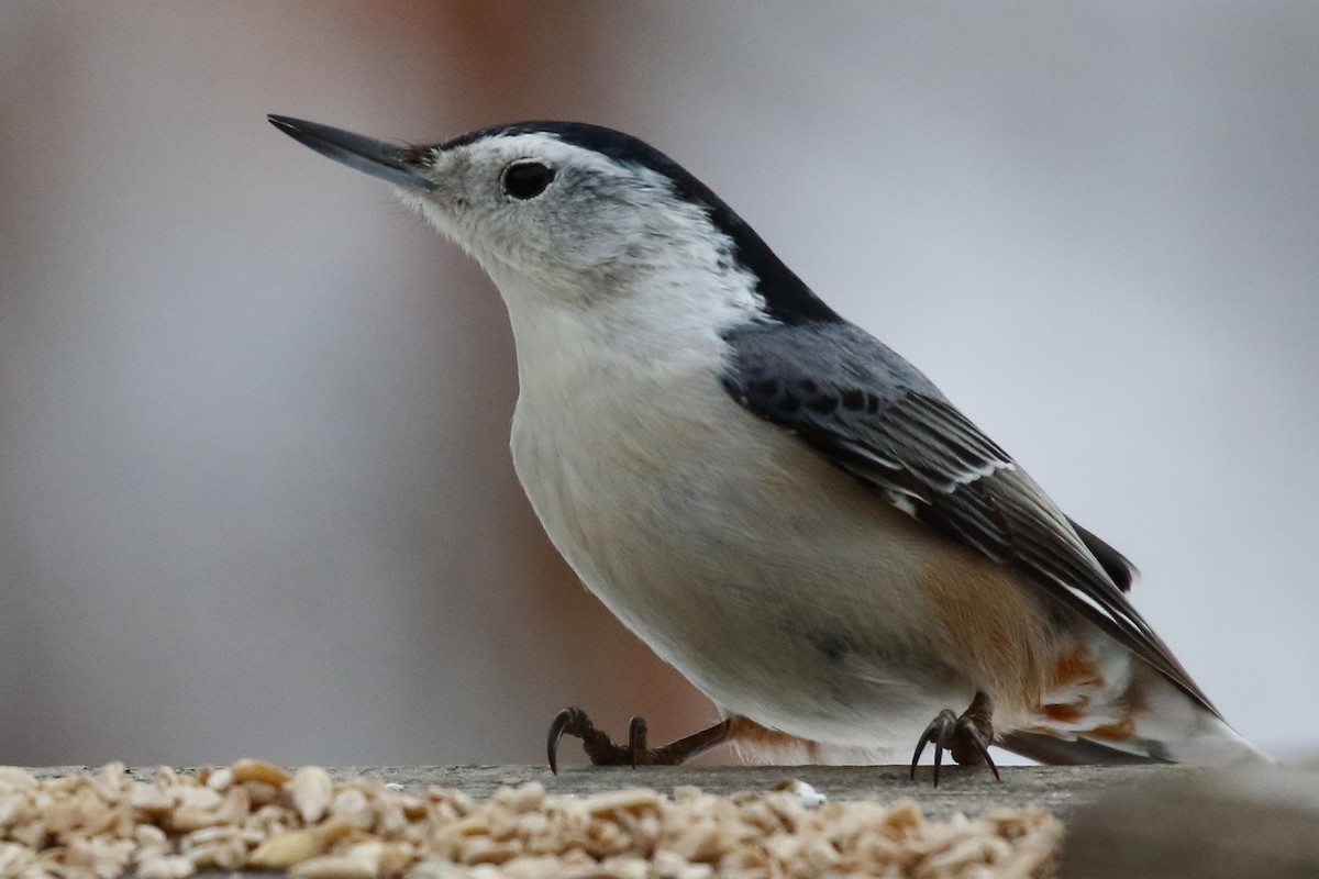 White-breasted Nuthatch - ML413615751
