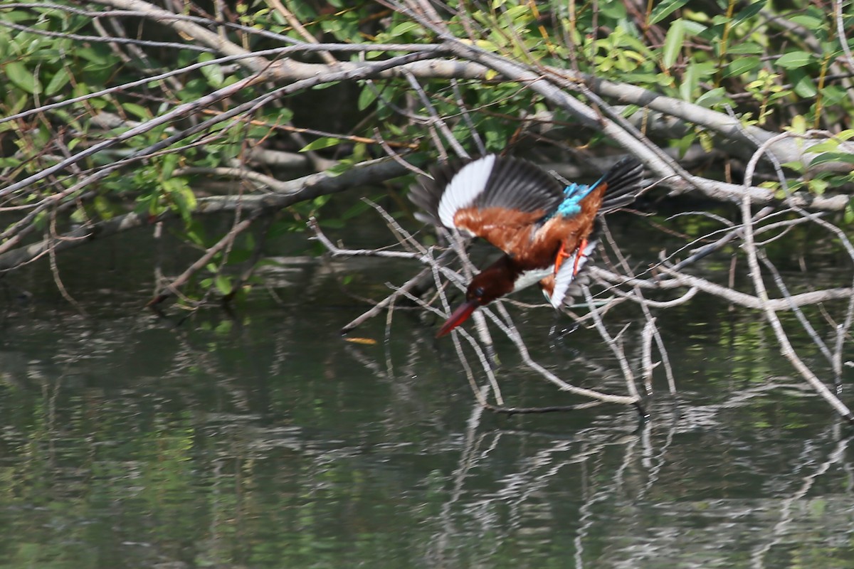White-throated Kingfisher - Ting-Wei (廷維) HUNG (洪)