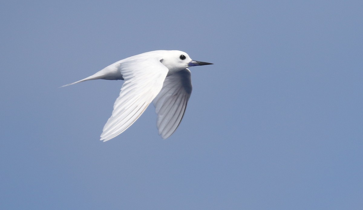 White Tern (Pacific) - ML413623291