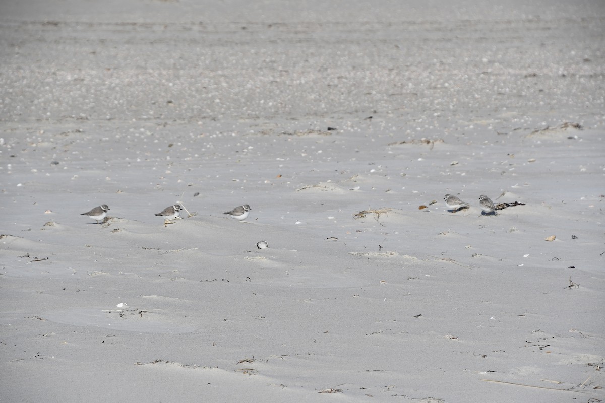 Piping Plover - ML413623781