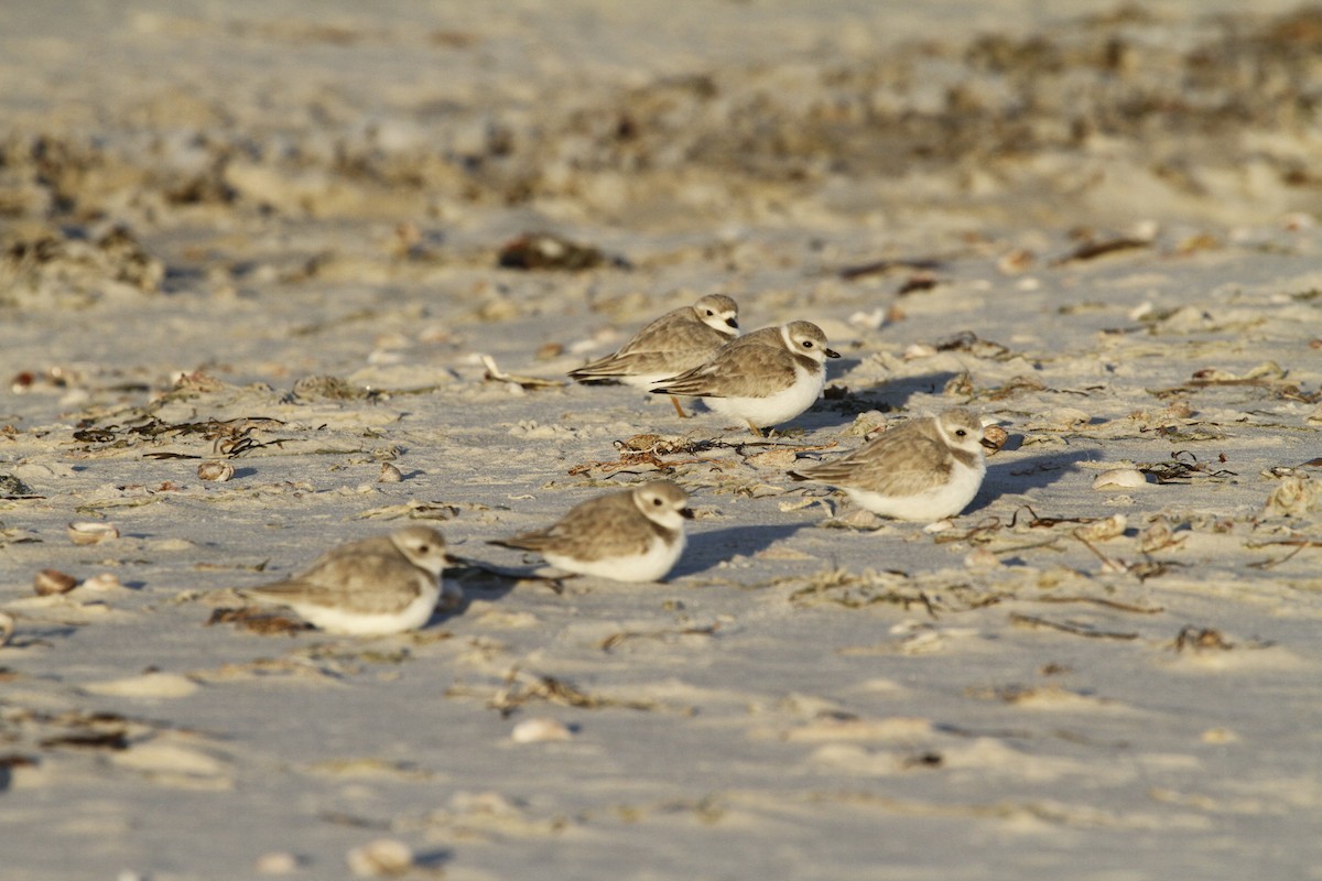 Piping Plover - ML413628991