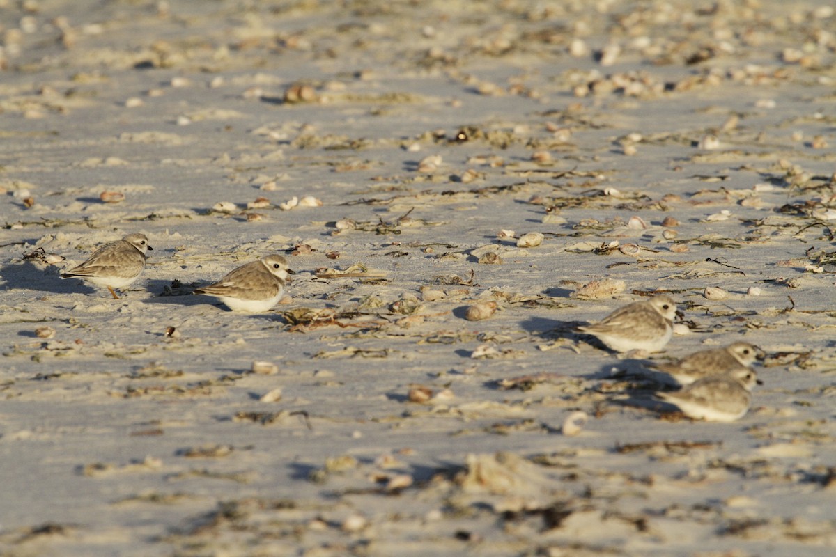 Piping Plover - ML413629061