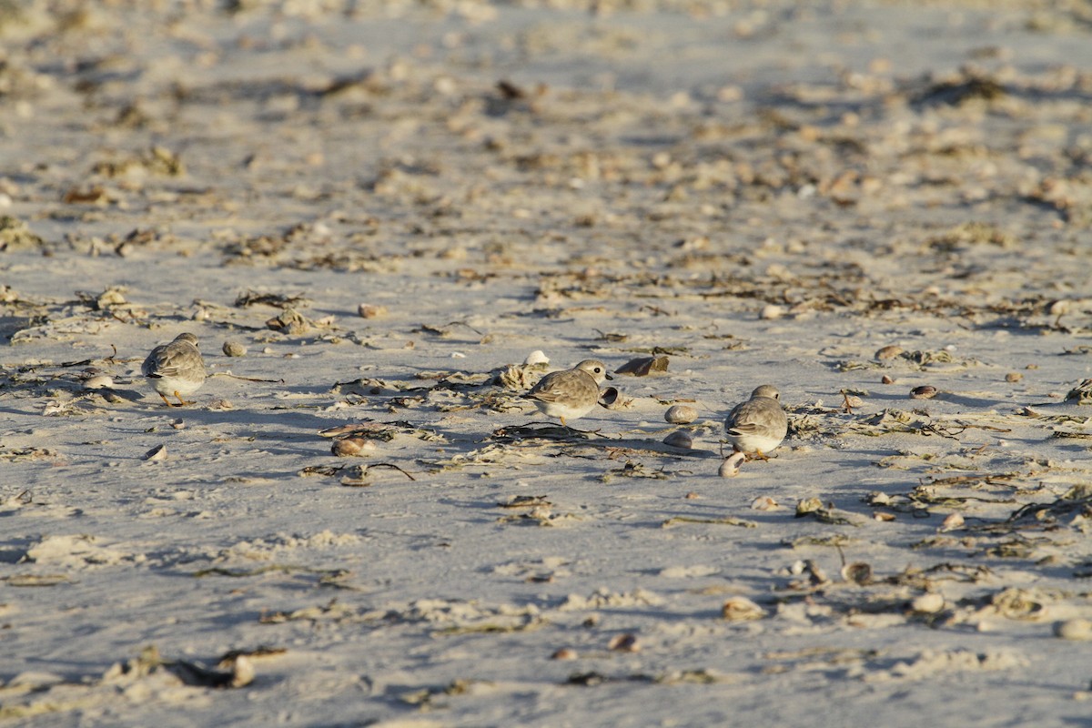 Piping Plover - ML413629081