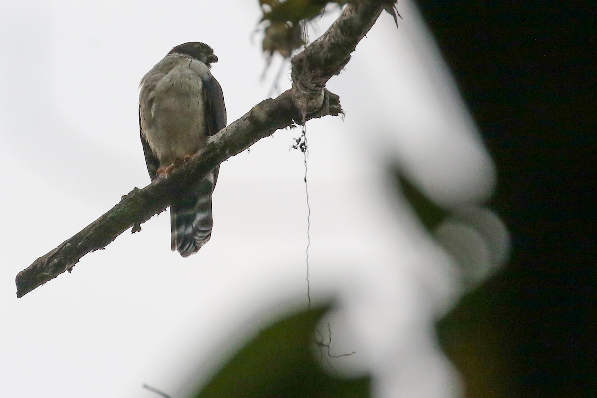 Double-toothed Kite - ML413630761