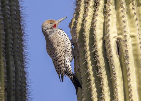 Tote Bag of Gilded Flicker (Colaptes chrysoides)