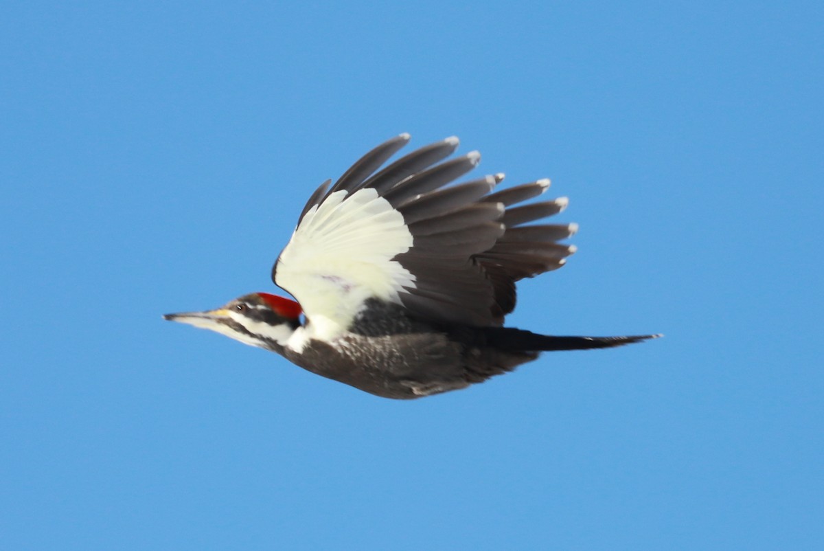 Pileated Woodpecker - Debra Rittelmann
