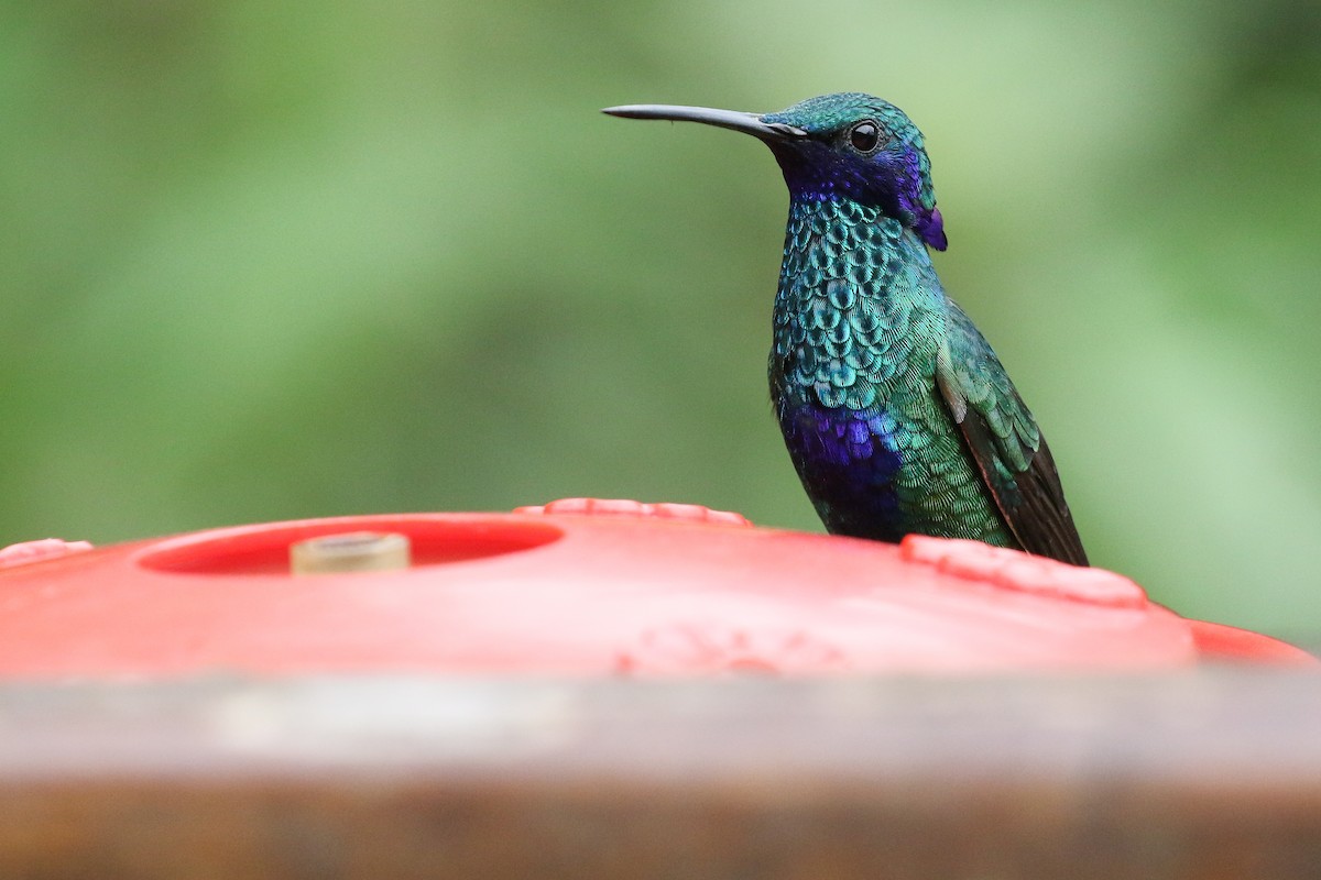 kolibřík modrolící - ML413631751
