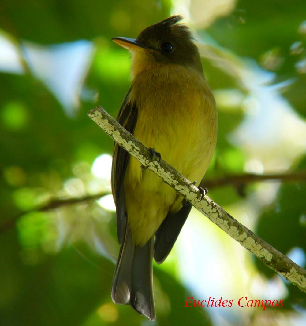 Ochraceous Pewee - ML41363231