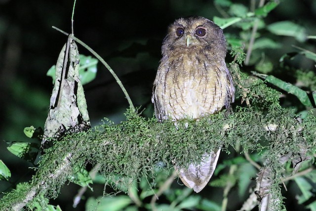 アンデスオオコノハズク - eBird