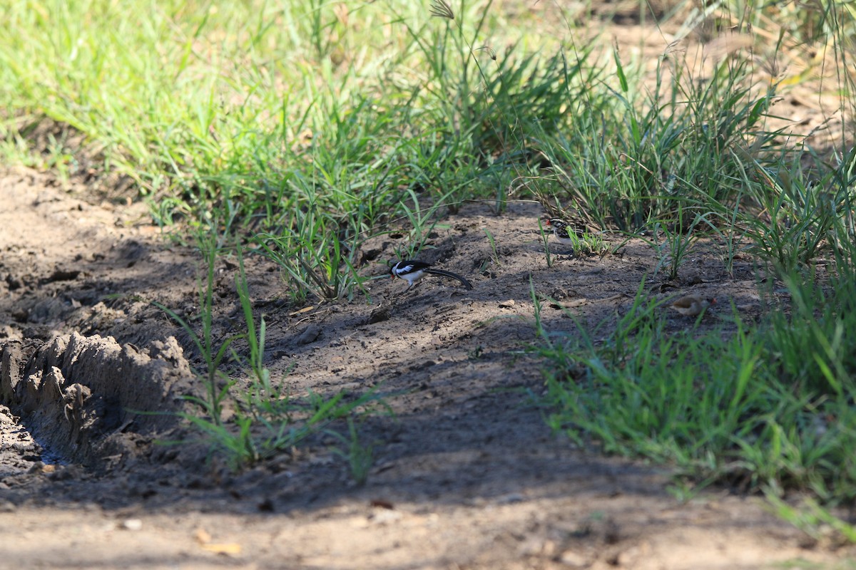 Pin-tailed Whydah - ML413635311