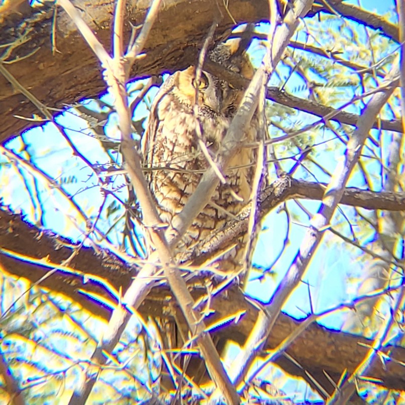 Long-eared Owl - ML413637041