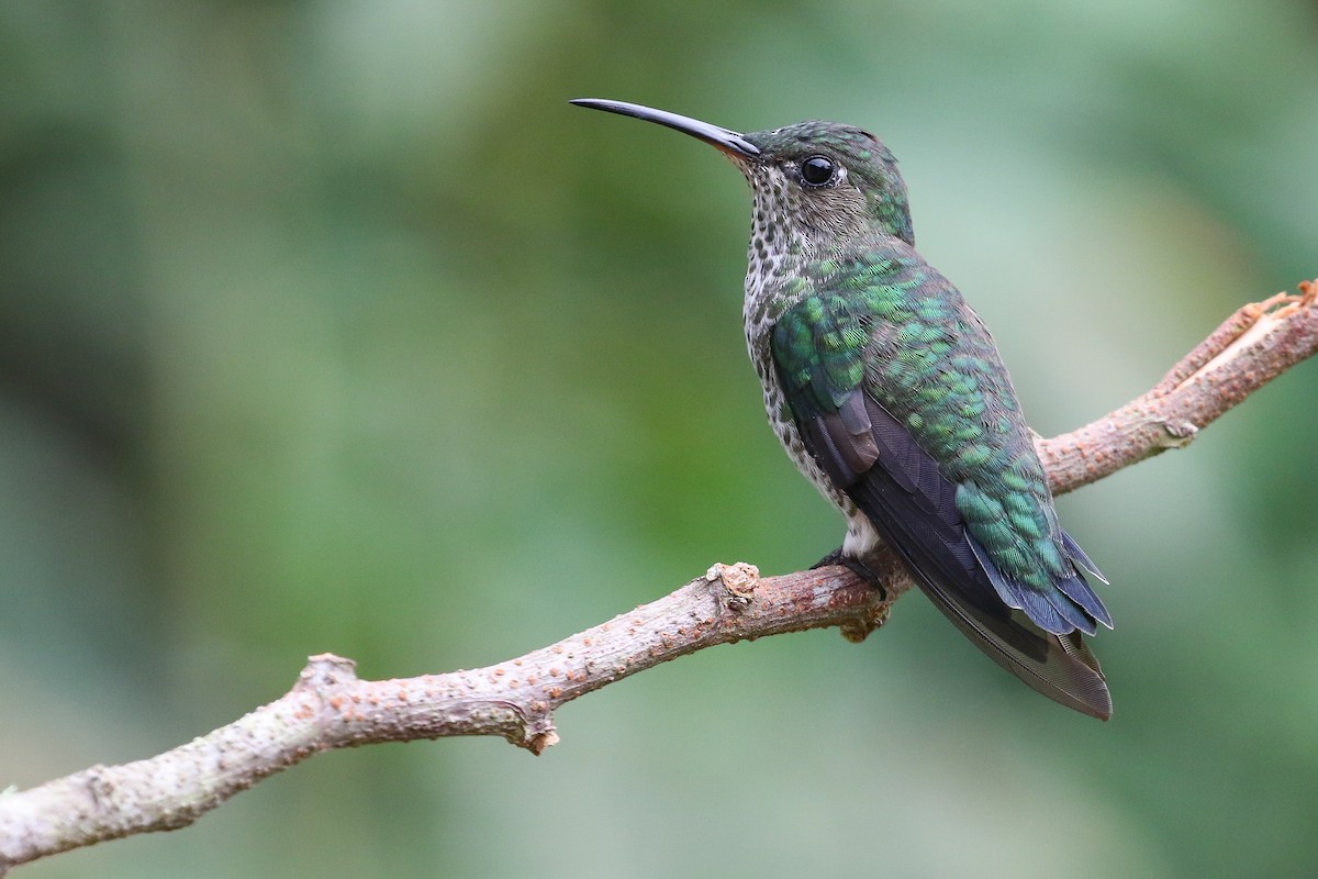 Many-spotted Hummingbird - ML413637571