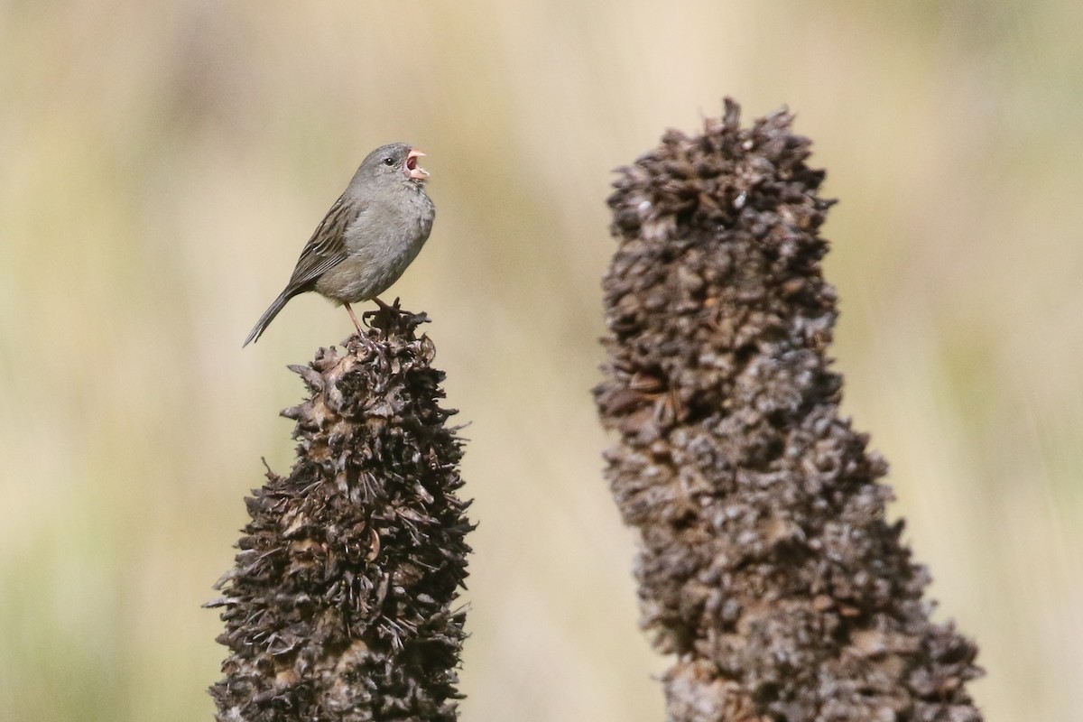 Plain-colored Seedeater - ML413639201