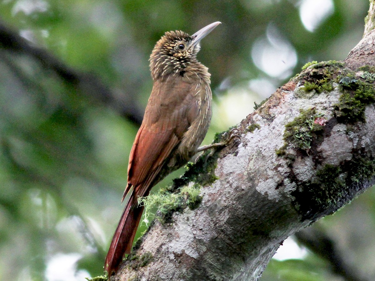 Xiphorhynchus susurrans