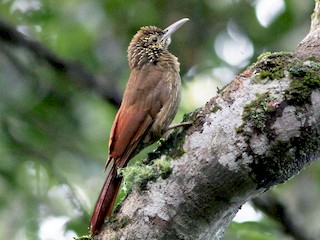  - Cocoa Woodcreeper