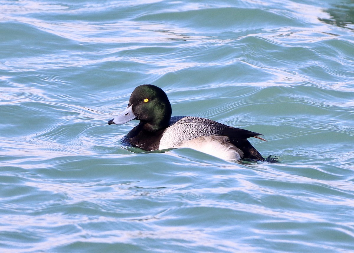Greater Scaup - ML413641971