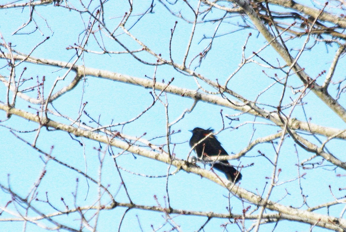 Red-winged Blackbird - nick landers