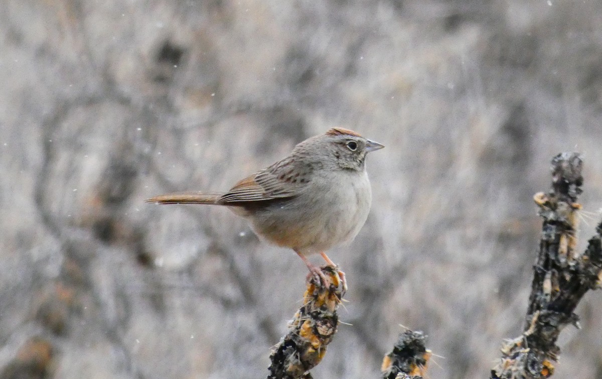 Rufous-crowned Sparrow - Joshua C'deBaca