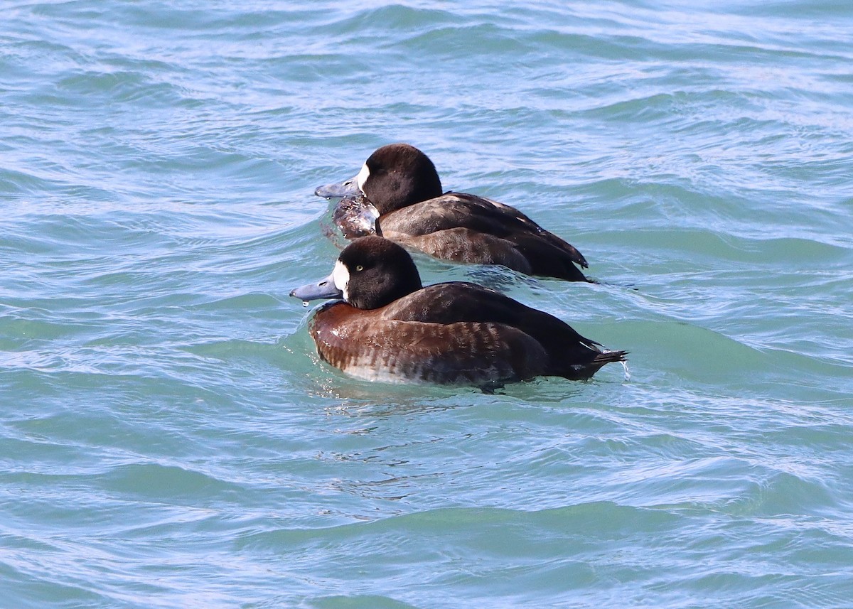 Greater Scaup - ML413645701