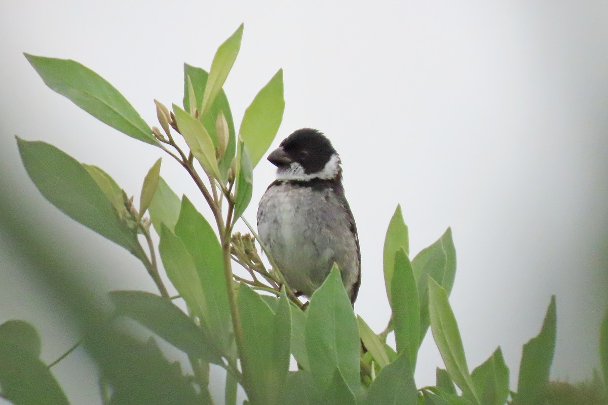 Wing-barred Seedeater (Caqueta) - ML413646201