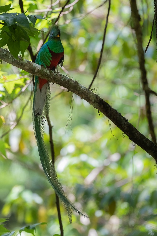 Quetzal resplendissant - ML413650111