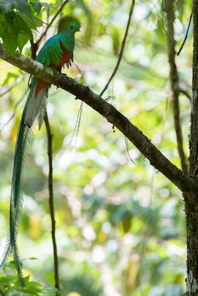 Quetzal resplendissant - ML413650221