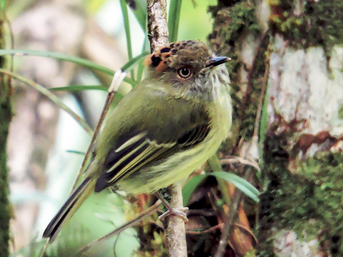 Scale-crested Pygmy-Tyrant - Lophotriccus pileatus - Birds of the World