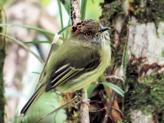  - Scale-crested Pygmy-Tyrant