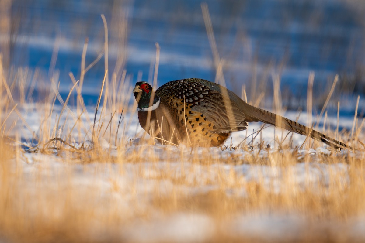 Ring-necked Pheasant - ML413661581
