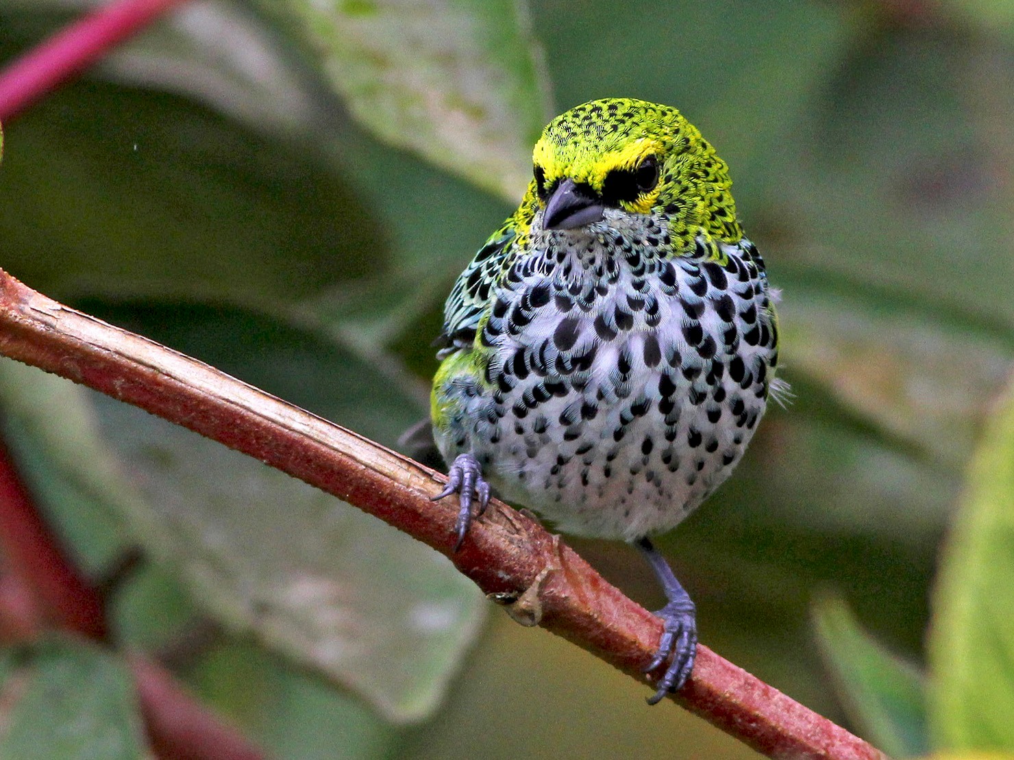 Speckled Tanager - eBird