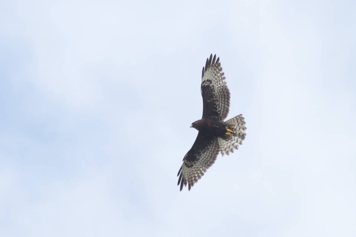 Short-tailed Hawk - Doug Hitchcox