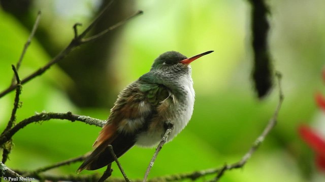 Amazilia Hummingbird - ML413681821