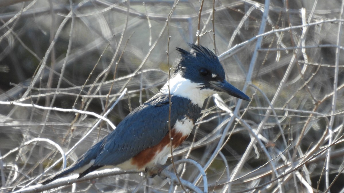 Belted Kingfisher - ML413681961