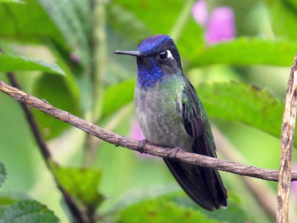 Violet-headed Hummingbird - Róger Rodríguez Bravo