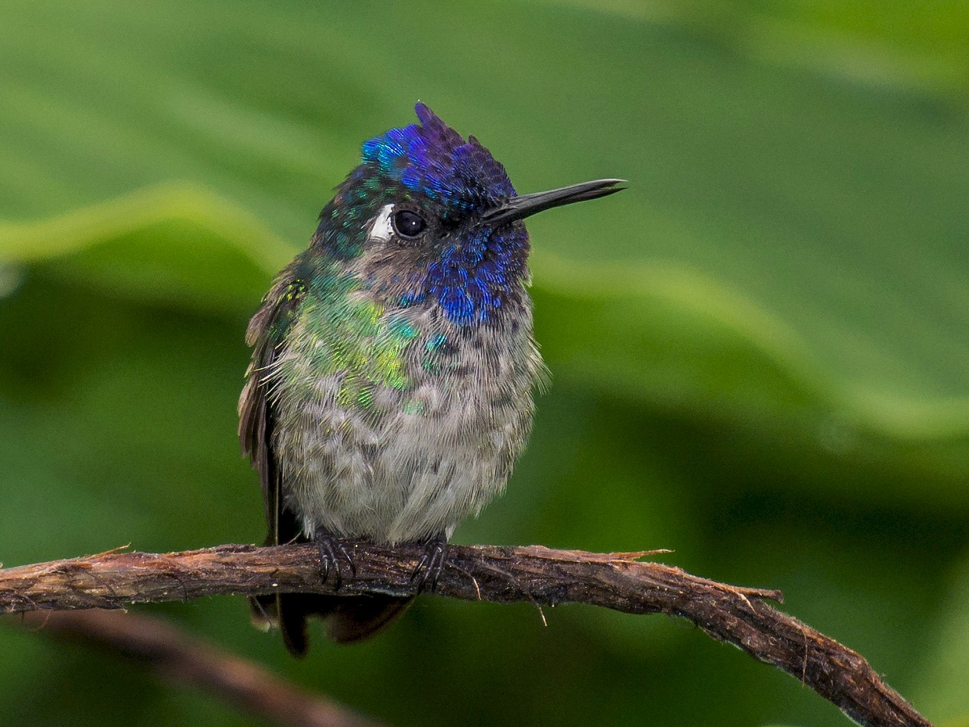 Violet-headed Hummingbird - Tal Pipkin