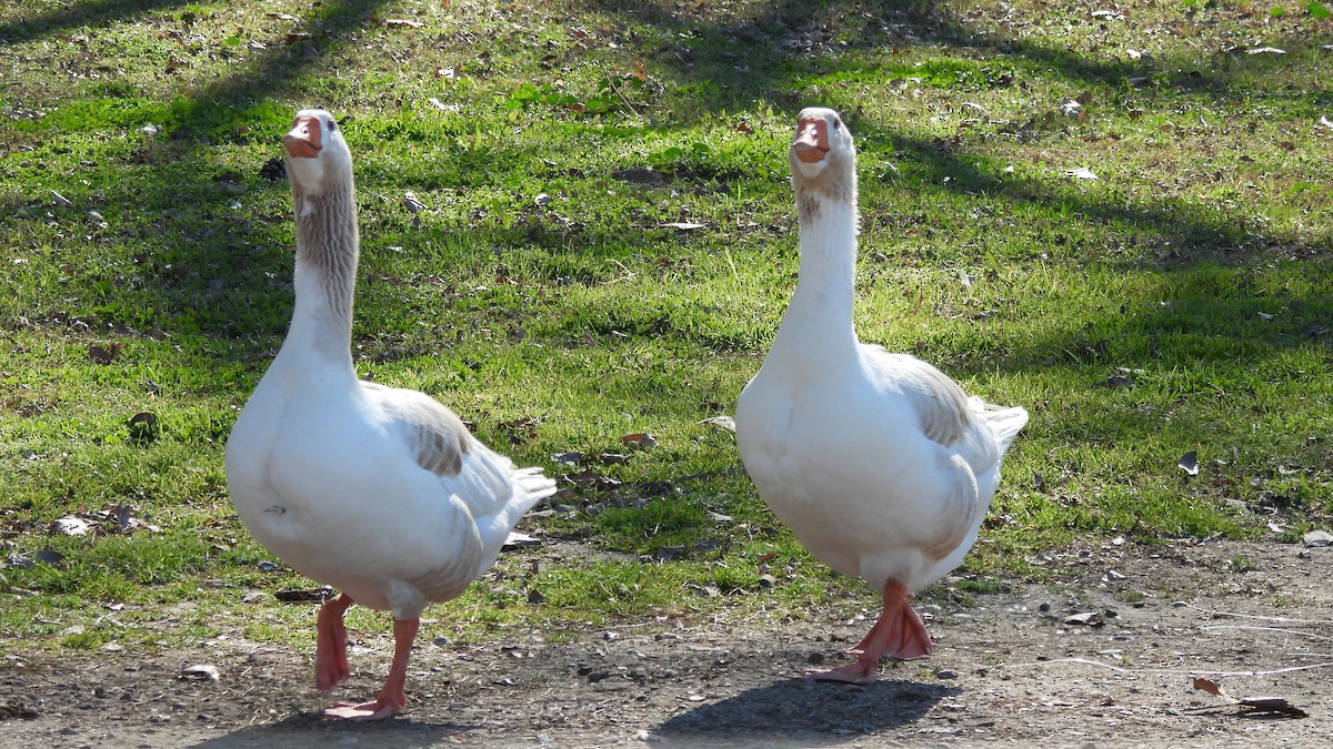 Swan Goose (Domestic type) - ML413685541